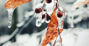 Image of frozen leaves and berries on a tree branch with icicles.